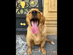6 month golden retriever vaccinated with all of his accessories - 6