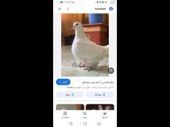 حمام لاحم فرنساوى للبيع - 6