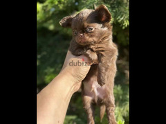 Beautiful chocolate little boys Chihuahuas from Russia - 6