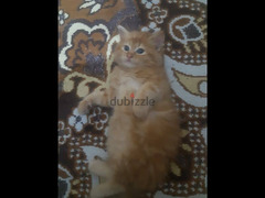 قطة شيرازي مشمشي - 1