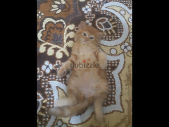 قطة شيرازي مشمشي - 2