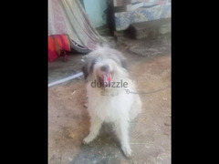 كلب لولو للبيع في المطريه 01552980344