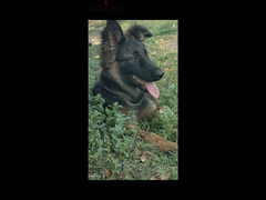 جراويه جيرمن شيبرد  german shepard - 2