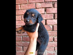 rottweiler puppies - 3