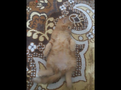 قطة شيرازي مشمشي - 3