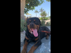 german rottweiler كلب روت وايلر الماني - 2