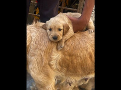 Golden Retreiver Puppy  —-  جراوي جولد للبيع