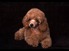 toy poodle - 1