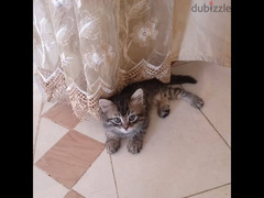 قطط شيرازي - 3
