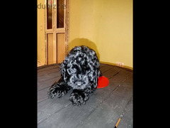 toy poodle - 3