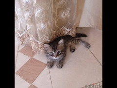 قطط شيرازي - 4