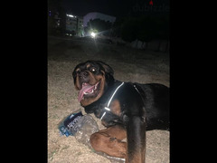 german rottweiler كلب روت وايلر الماني - 4