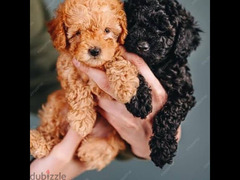 toy poodle - 4