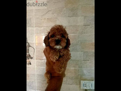 toy poodle - 5