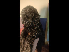 toy poodle - 6
