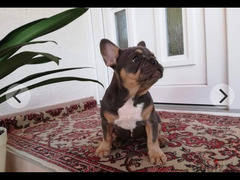 blue and tan French bulldog puppies for sale - 1