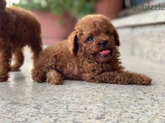 Toy poodle male - imported parents