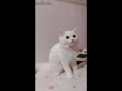 قطة شيرازي