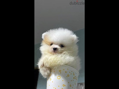 Super Mini Pomeranian
