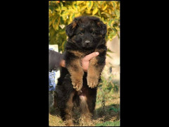 Male German shepherd puppies Female جراوي جيرمن شيبرد ذكر ولد بنت انثي - 2