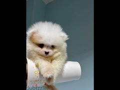 Super Mini Pomeranian - 2