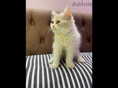 قطة شيرازي بيور انثى - 1