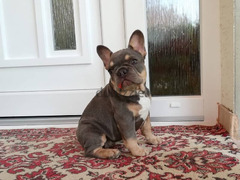 blue and tan French bulldog puppies for sale - 2