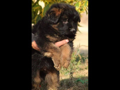 Male German shepherd puppies Female جراوي جيرمن شيبرد ذكر ولد بنت انثي - 3
