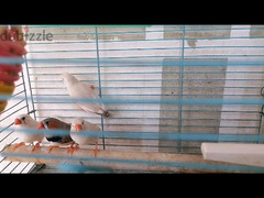 7 عصافير زيبرا - 1