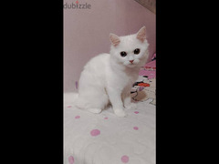 قطة شيرازي - 3