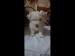 كلبة جريفون بيور للبيع عمر شهرين للتواصل 01275786445 - 2