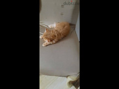قطط شيرازي - 3
