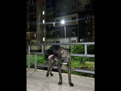 cane corso كلب - 5