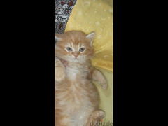 قطة شيرازي بيور - 1