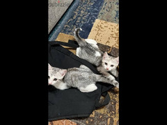 ٣ قطط للتبني ولدين وبنت - 2