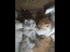 Shiraze and Persian Kitties
