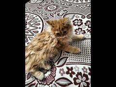 قطط شيرازي انثي وذكر - 1