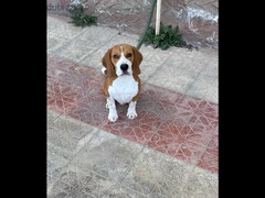 beagle dog - 1