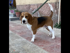 beagle dog - 2