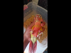 pineapple high red green cheecked conure parrot - 1