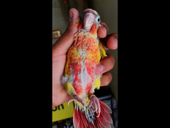 pineapple high red green cheecked conure parrot - 2