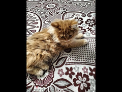 قطط شيرازي انثي وذكر - 2