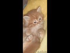 قطة شيرازي بيور - 2