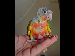 pineapple high red green cheecked conure parrot - 3
