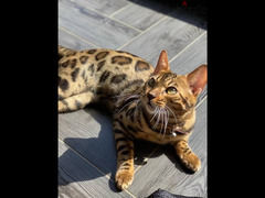 Bengal Cat - 3