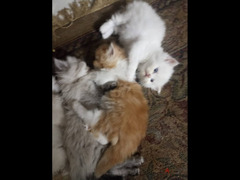 Shiraze and Persian Kitties - 3