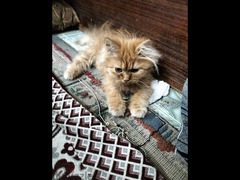 قطط شيرازي انثي وذكر - 3