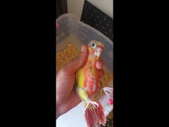 pineapple high red green cheecked conure parrot - 4