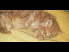 قطة شيرازي بيور - 4
