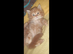 قطة شيرازي بيور - 5
